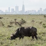 Kenya skyline or cityscape for Lovisland