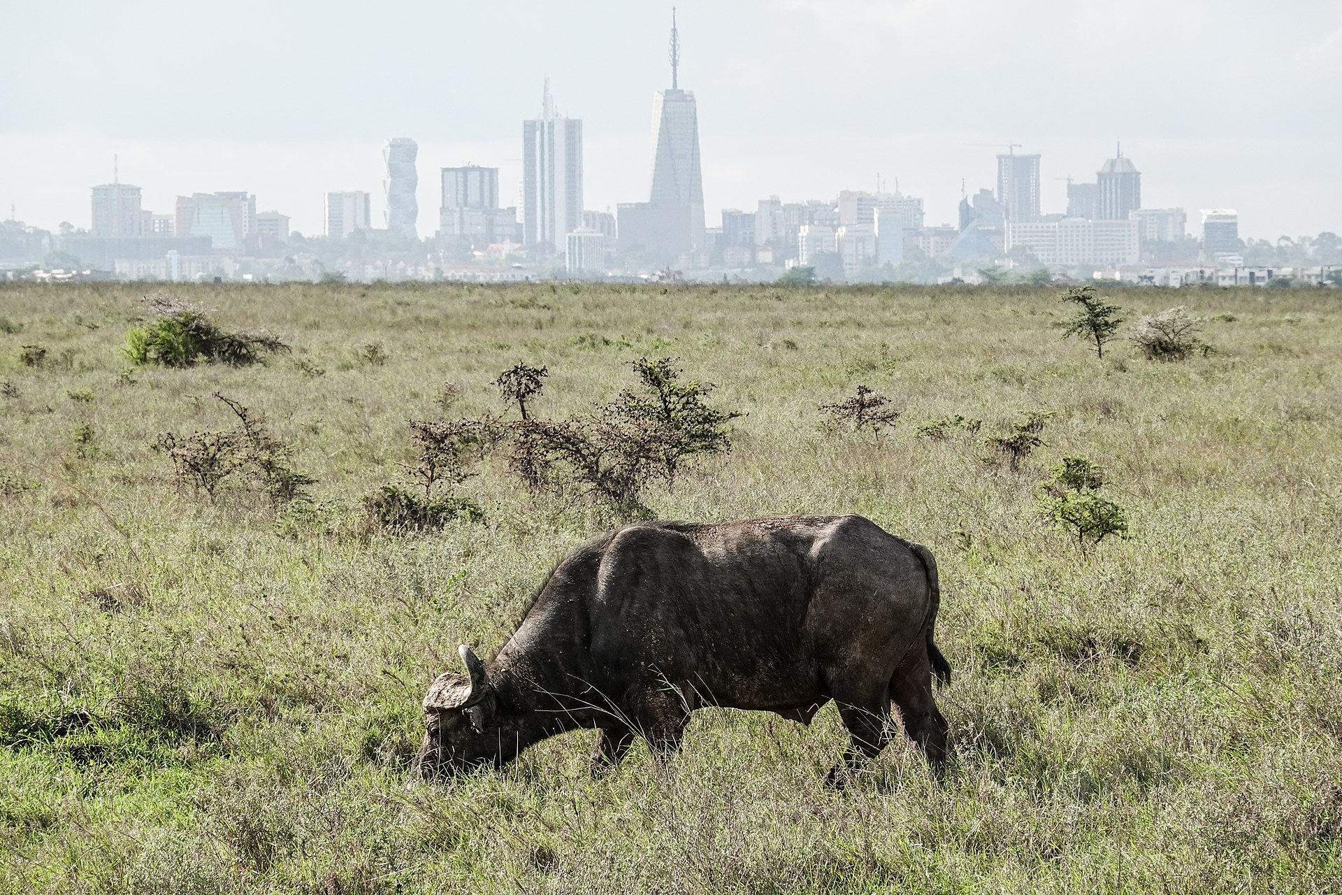 Kenya skyline or cityscape for Lovisland